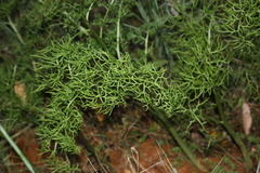 Ceratopteris thalictroides